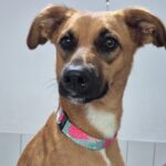 Moradora de São Bernardo busca donos de "filhotona" encontrada no Bairro Parque dos Pássaros