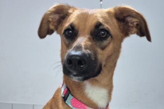 Moradora de São Bernardo busca donos de "filhotona" encontrada no Bairro Parque dos Pássaros