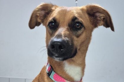 Moradora de São Bernardo busca donos de "filhotona" encontrada no Bairro Parque dos Pássaros