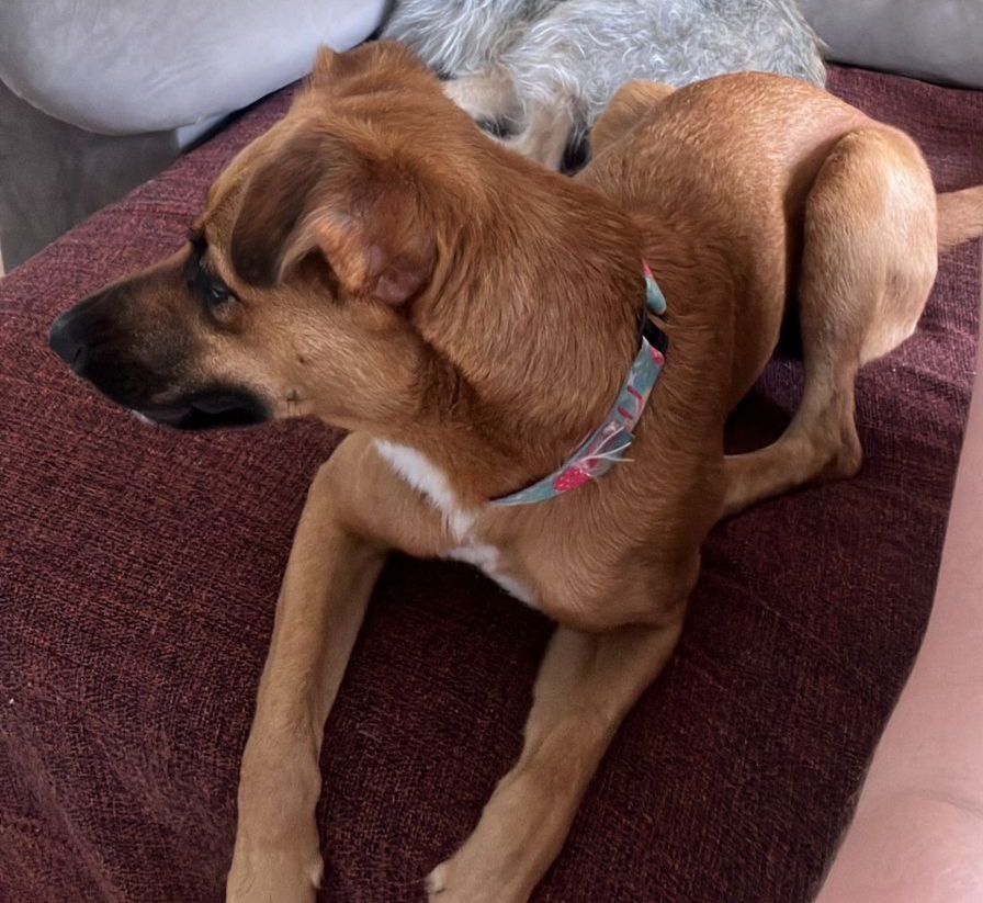 Animal, uma fêmea de cor caramelo, usava coleira rosa e azul quando foi resgatada no último sábado (17); cadela demonstra ser adestrada e bem cuidada