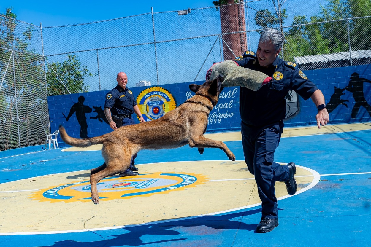 Canil da GCM de Diadema foi retomado após anos de desativação e hoje conta com sete cães da raça Pastor Belga Malinois