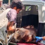 Guarda Ambiental resgata capivara ferida em área industrial de São Bernardo