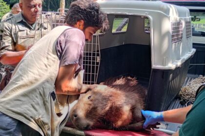 Guarda Ambiental resgata capivara ferida em área industrial de São Bernardo