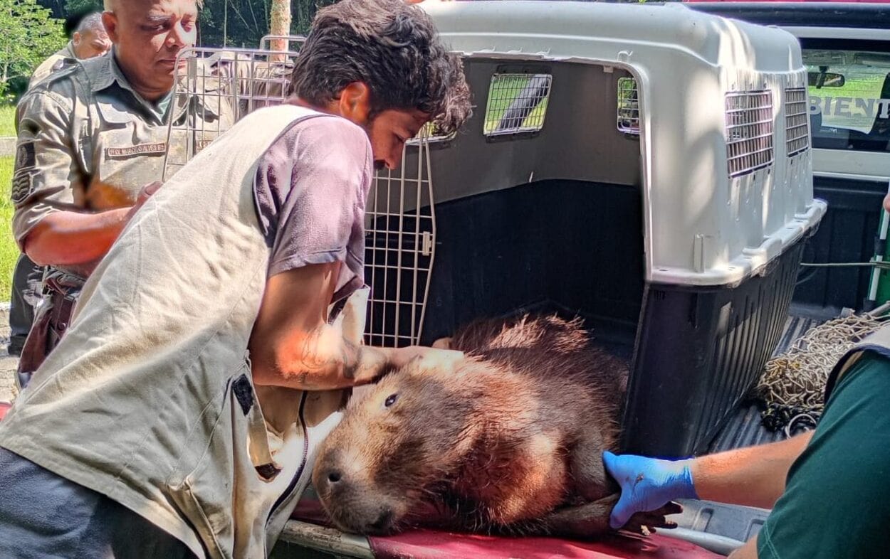 Guarda Ambiental resgata capivara ferida em área industrial de São Bernardo