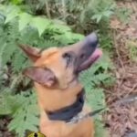 Cão farejador do BAEP descobre esconderijo de drogas em São Bernardo