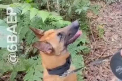 Cão farejador do BAEP descobre esconderijo de drogas em São Bernardo