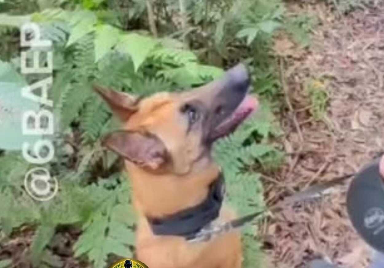 Cão farejador do BAEP descobre esconderijo de drogas em São Bernardo