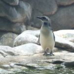 Sabina revela em chá revelação que filhote de pinguim é macho