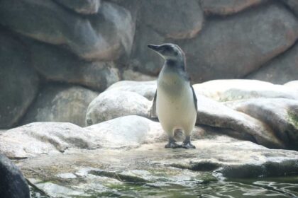 Sabina revela em chá revelação que filhote de pinguim é macho