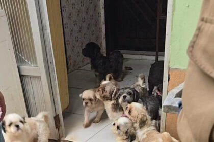 Polícia resgata 59 cães em situação de maus-tratos em Santo André