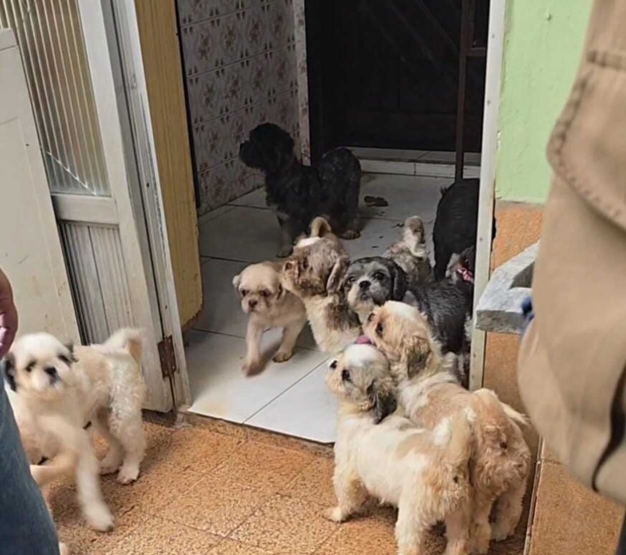 Polícia resgata 59 cães em situação de maus-tratos em Santo André