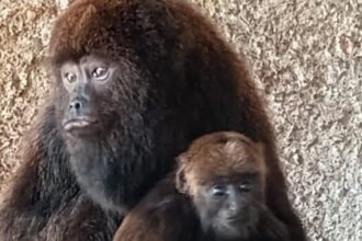 Bugio de espécie ameaçada de extinção nascido no Zoológico de São Bernardo é macho