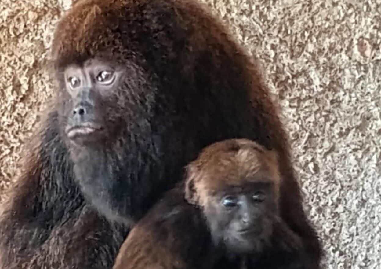 Bugio de espécie ameaçada de extinção nascido no Zoológico de São Bernardo é macho