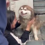 Final feliz: Cachorro que estava desaparecido no Ferrazópolis em SBC é encontrado por motoboy