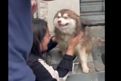 Final feliz: Cachorro que estava desaparecido no Ferrazópolis em SBC é encontrado por motoboy