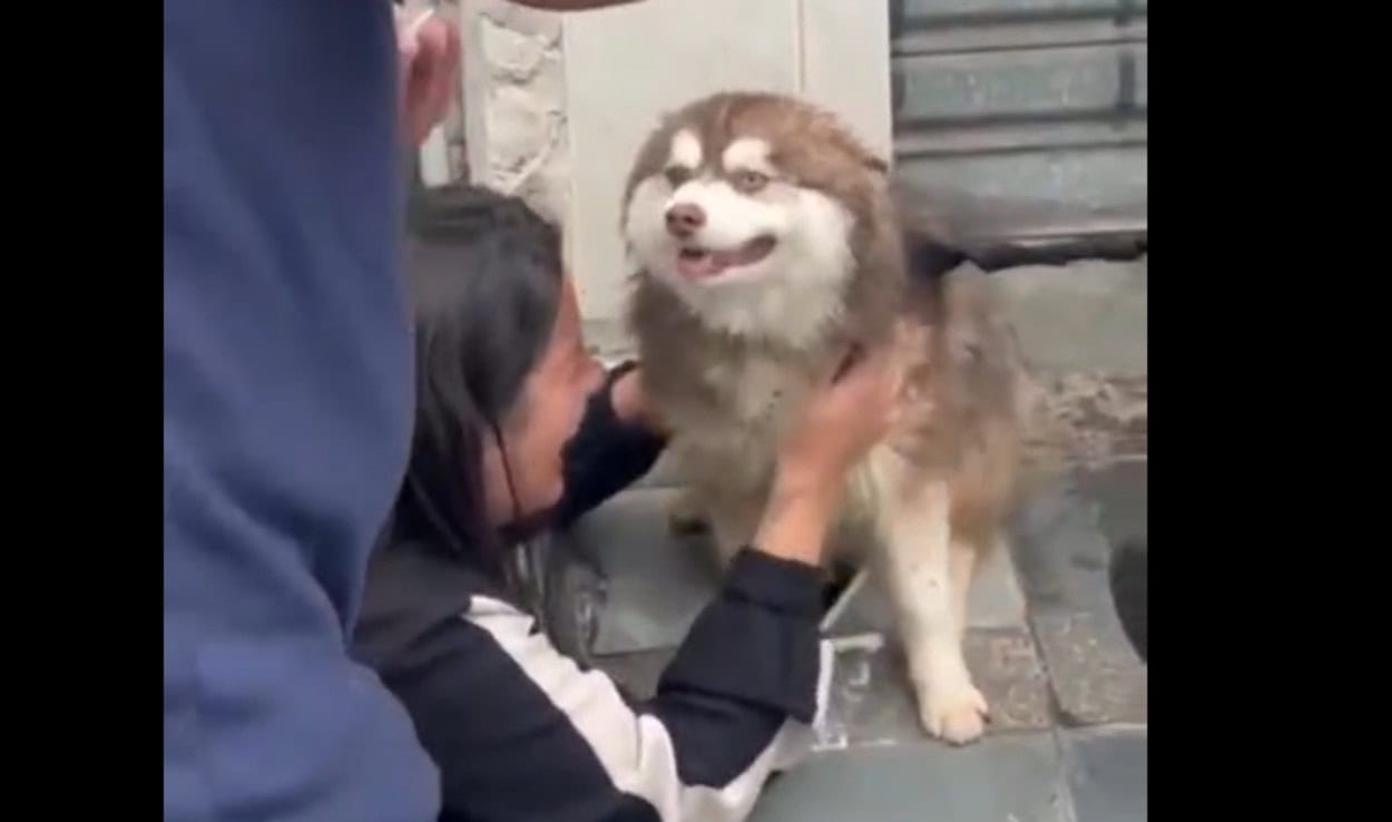 Final feliz: Cachorro que estava desaparecido no Ferrazópolis em SBC é encontrado por motoboy