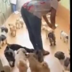 Polícia resgata 59 cães em situação de maus-tratos em Santo André