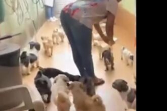 Polícia resgata 59 cães em situação de maus-tratos em Santo André