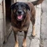 Memória de Orelha: vídeo feito por IA simula 'encontro no céu' e comove web