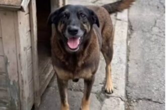 Memória de Orelha: vídeo feito por IA simula 'encontro no céu' e comove web