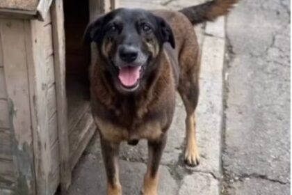 Memória de Orelha: vídeo feito por IA simula 'encontro no céu' e comove web