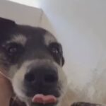 Morte de cão após queima de fogos no Rio reacende alerta sobre riscos do barulho para animais