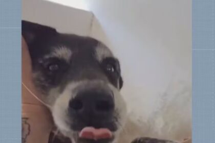 Morte de cão após queima de fogos no Rio reacende alerta sobre riscos do barulho para animais