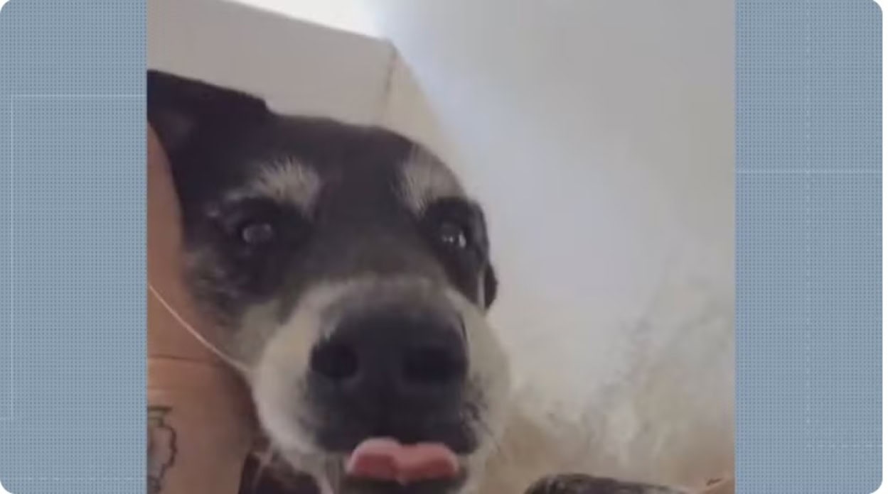 Morte de cão após queima de fogos no Rio reacende alerta sobre riscos do barulho para animais