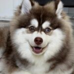 Recompensa de R$ 5 mil: Família procura cachorro desaparecido no Ferrazópolis, em SBC