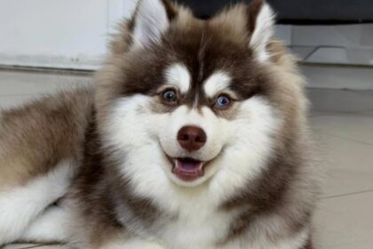 Recompensa de R$ 5 mil: Família procura cachorro desaparecido no Ferrazópolis, em SBC