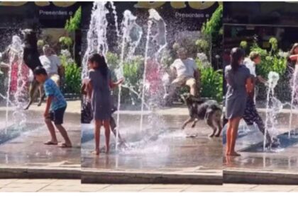 Cena de pureza: Cachorro se refresca com crianças em fonte de Lages e vídeo viraliza