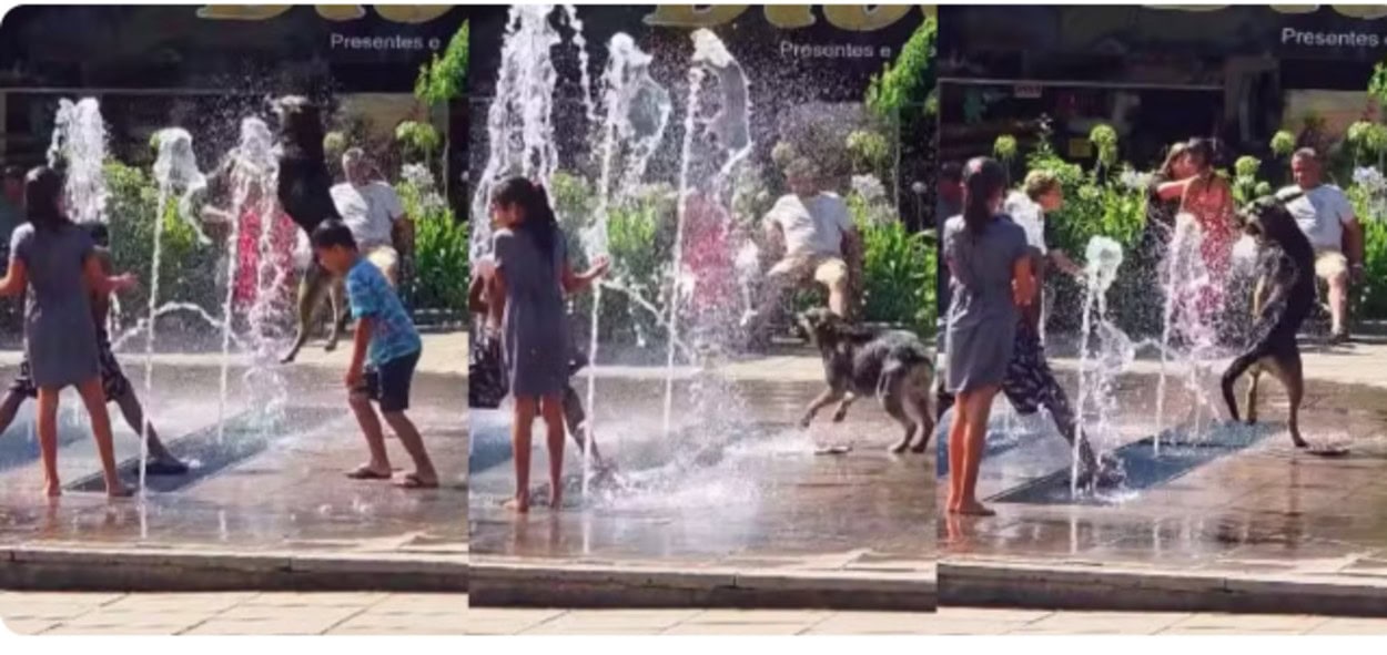 Cena de pureza: Cachorro se refresca com crianças em fonte de Lages e vídeo viraliza