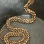 GCM Ambiental de Diadema faz resgate de cobra-espada