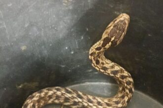 GCM Ambiental de Diadema faz resgate de cobra-espada