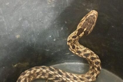 GCM Ambiental de Diadema faz resgate de cobra-espada