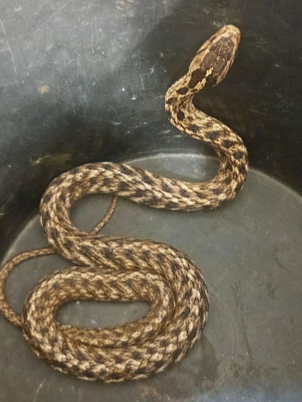 GCM Ambiental de Diadema faz resgate de cobra-espada