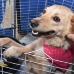 Santo André terá duas feiras de adoção de animais neste fim de semana