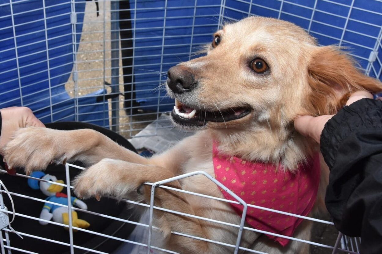 Santo André terá duas feiras de adoção de animais neste fim de semana