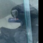 Visita inesperada: Urubu invade apartamento em São Bernardo do Campo neste domingo