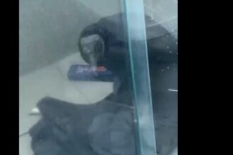 Visita inesperada: Urubu invade apartamento em São Bernardo do Campo neste domingo