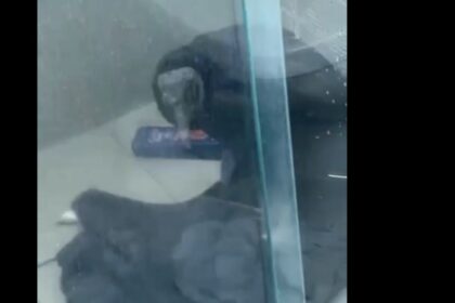 Visita inesperada: Urubu invade apartamento em São Bernardo do Campo neste domingo