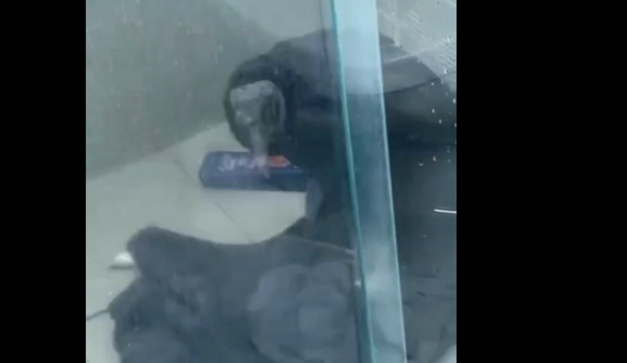 Visita inesperada: Urubu invade apartamento em São Bernardo do Campo neste domingo