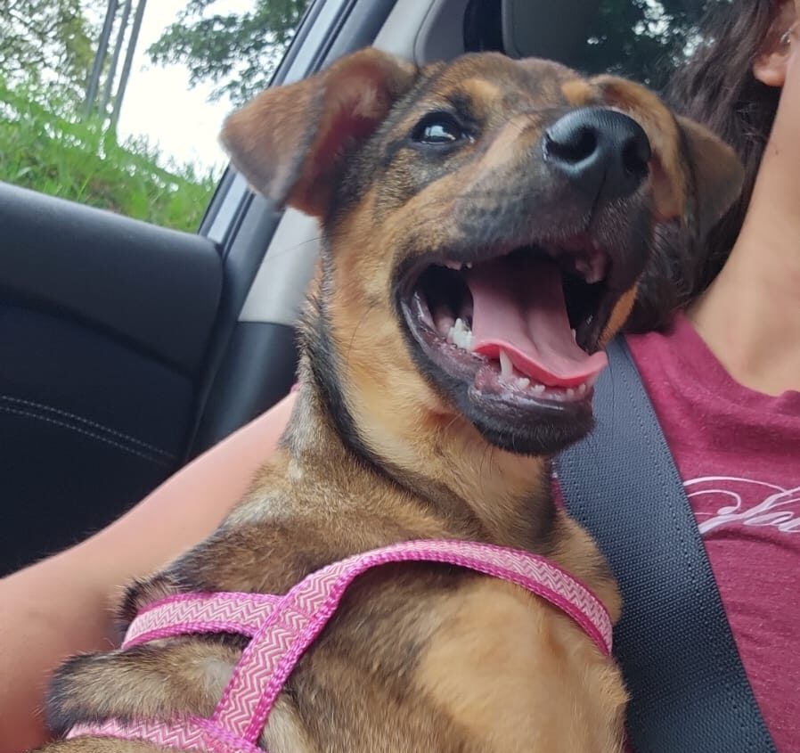 Sensibilizados por imagens nas redes sociais, jovem e familiares decidiram abrir as portas de casa para a filhote resgatada no bairro Santa Terezinha 