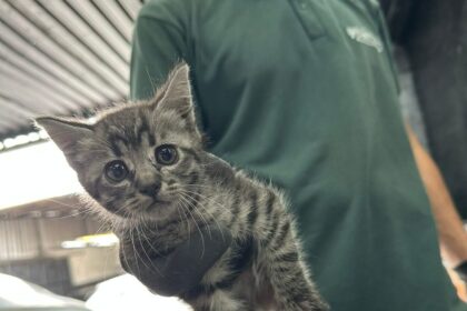 De carona com o perigo: filhotes de gato sobrevivem a viagem dentro de motor de carro em São Bernardo
