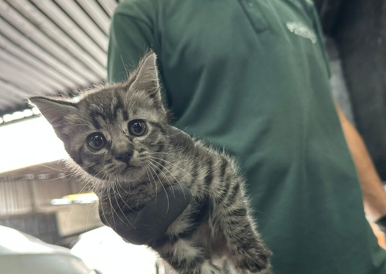 De carona com o perigo: filhotes de gato sobrevivem a viagem dentro de motor de carro em São Bernardo