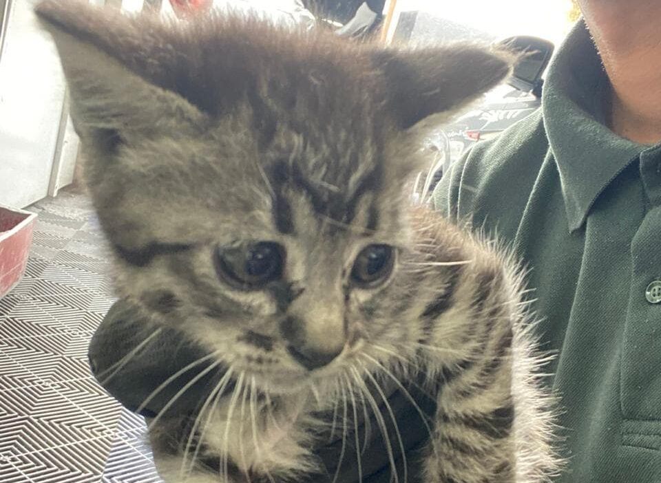 Após repercussão de reportagem, moradora de São Bernardo se emociona e adota "estrela" de vídeo; irmãs também já foram acolhidas