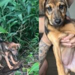 Filhote é abandonada na rua sob chuva e frio no Santa Terezinha, em São Bernardo