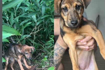 Filhote é abandonada na rua sob chuva e frio no Santa Terezinha, em São Bernardo