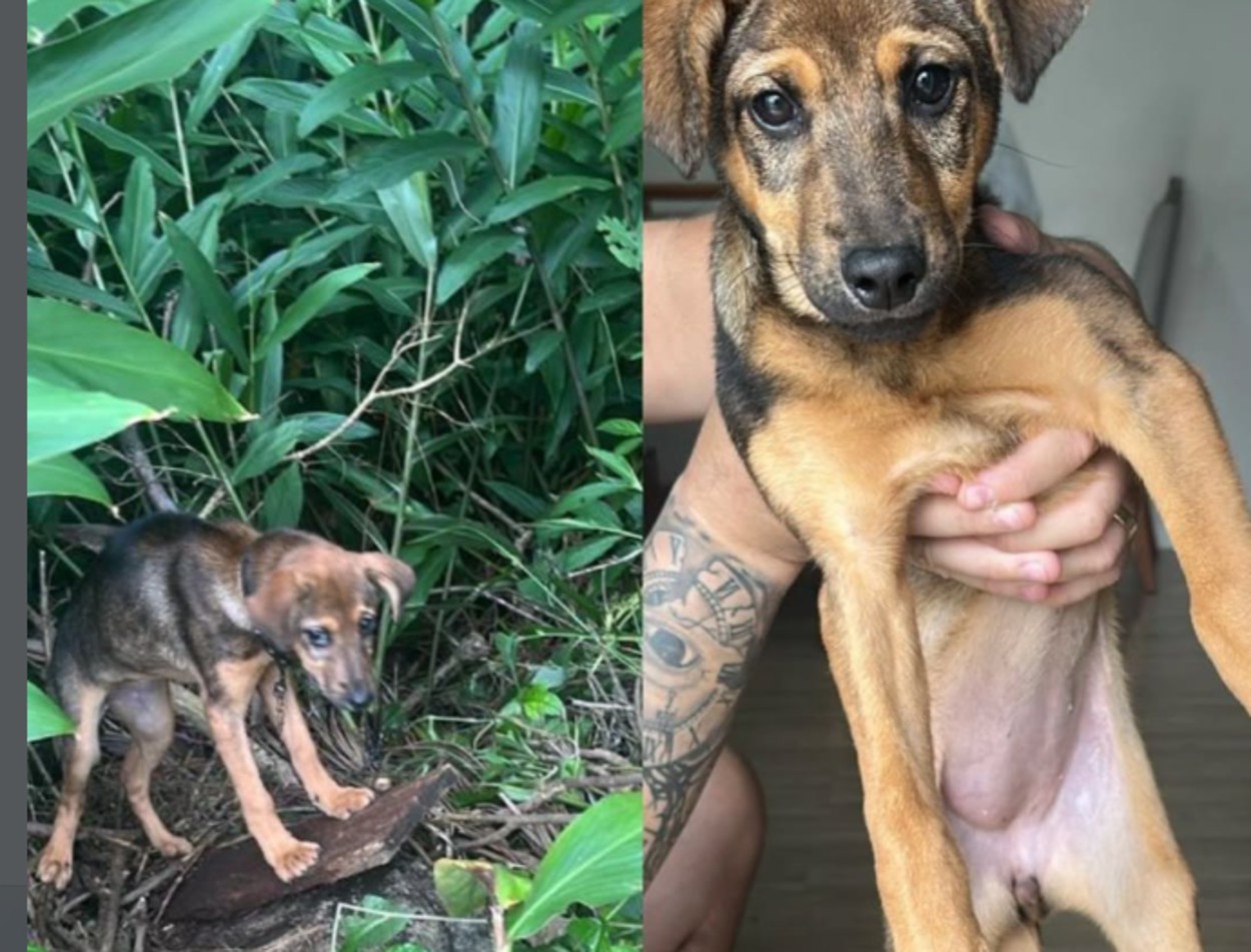 Filhote é abandonada na rua sob chuva e frio no Santa Terezinha, em São Bernardo