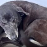 Polícia Civil conclui inquérito sobre o caso do cão Orelha e pede internação de adolescente